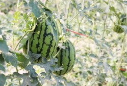 网红大瓜在哪找,揭秘热门事件背后的秘密聚集地